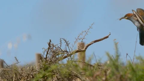 4K. Beautiful image of bee-eater reaching a branch with a dragonfly in the beak Stock Footage 75928420