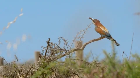 4K. Beautiful image of a bee-eater reaching a branch with a bee at the beak Stock Footage 75928555