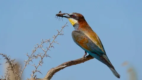 4K. Beautiful image of a bee-eater perched on a branch with a prey on the beak Stock Footage 75928651