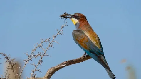 4K. Beautiful image of a bee-eater perched on a branch with a prey on the beak Stock Footage 75928665