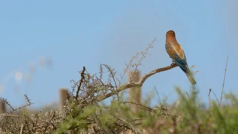 4K. Beautiful image of a bee-eater reaching a branch Stock Footage 75928719