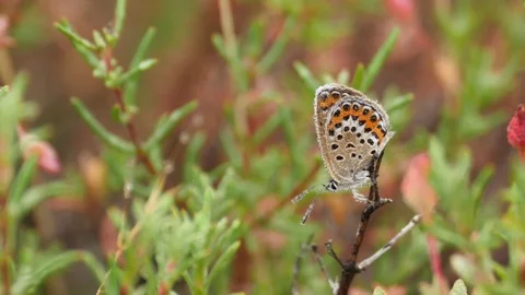 4k. Beautiful image of a Plebejus argus female covered in morning dew Video stock 76584086