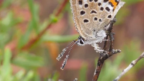 4k. Beautiful image of a Plebejus argus female covered in morning dew Video stock 76584139
