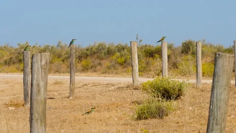 4K. Beautiful image of three bee-eater perched on a wooden stick Stock Footage 75928338