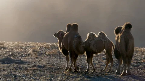 4K, beautiful image of three camels in the steppe of Mongolia. Stock Footage 99362065