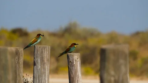 4K. Beautiful image of two bee-eater perched on a wooden stick Stock Footage 75928294
