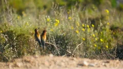 4k. Beautiful image of two bee-eater perched on a branch with a bee in the beak. Stock-Footage 75928327