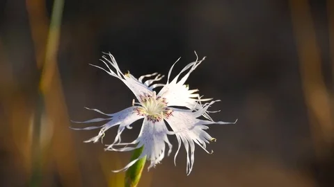 4K. Beautiful image of a wild carnation (Dianthus broteri) from Doñana Stock Footage 76583763