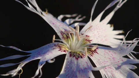 4K. Beautiful image of a wild carnation (Dianthus broteri) from Doñana Stock Footage 76583771