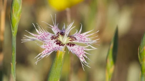 4K. Beautiful image of a wild carnation (Dianthus broteri) from Doñana Stock Footage 76583791