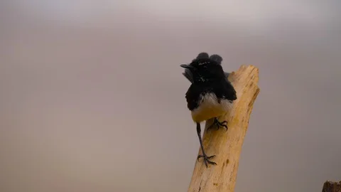 4K, beautiful image of willie wagtail (Rhipidura leucophrys) perched on a branch Video stock 106930967