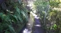 4k Beautiful jungle-like waterway hiking path Madeira mountains 4k or 4k+ Resolution