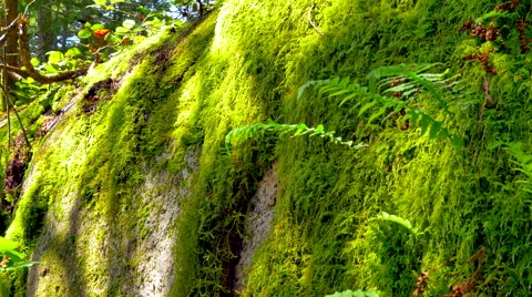 4K Beautiful Moss Texture, Close Up Wild Green Ferns, Pacific North West Coast Stock Footage 66003282