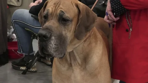 4K Beautiful old dog Video stock 107789004