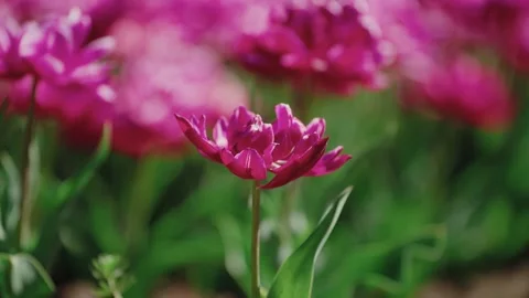 4k beautiful Pink Tulip Bloom Stock Footage 270921530