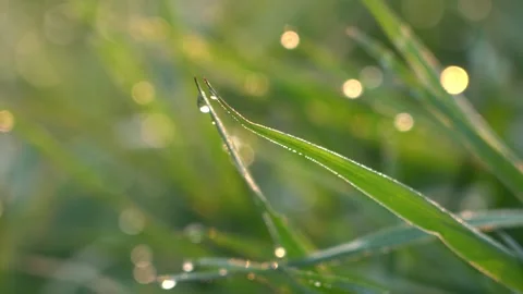 4K Beautiful Real Shot of Dew on Grass in Early Morning with Artistic Conception Stock Footage 340404333