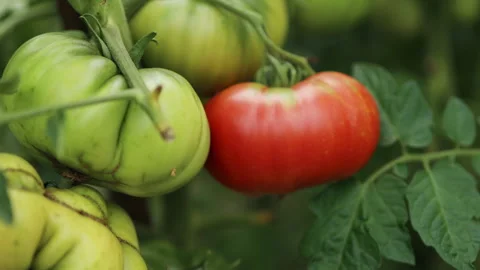 4k Beautiful red ripe heirloom tomatoes grown in a greenhouse. Gardening tomato Stock Footage 254401647