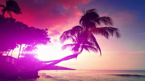 4K Beautiful Sky Palm Tree Tropical Beach Silhouette Purple Sunset Background Video stock 80744797