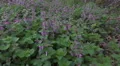 4k Beautiful spotted dead-nettle flowers with purpure blossom 4k or 4k+ Resolution