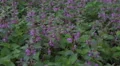 4k Beautiful spotted dead-nettle flowers with purpure blossom 4k or 4k+ Resolution