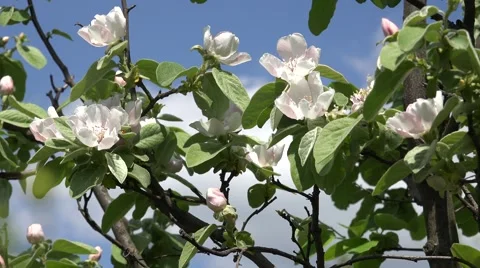 4K Beautiful spring flower tree springtime apple arbor blossom botanical flora  Stock Footage 54829159