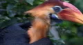 4k Beautiful Sulawesi Wrinkled Hornbill head close up scratching his neck 4k or 4k+ Resolution