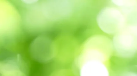 4K Beautiful Sun shine through the blowing on wind tree green leaves. Vidéo 65802275