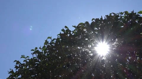 4K Beautiful sunlight ray tree green leaf foliage natural place tranquil scene  Stock Footage 52425057
