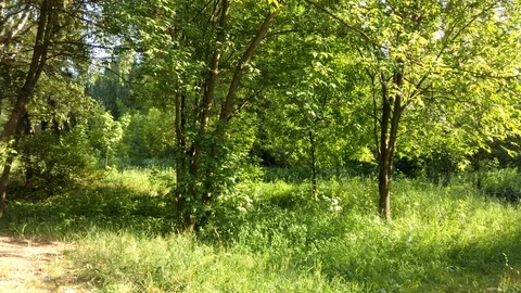 4K Beautiful sunset in the forest. The camera slides down Video stock 110698938