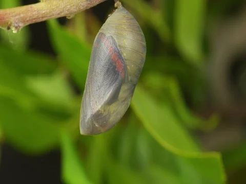 4K Beautiful Timelapse of Charaxes Jasius Emerging to Butterfly From Chrysalis. Stock Footage