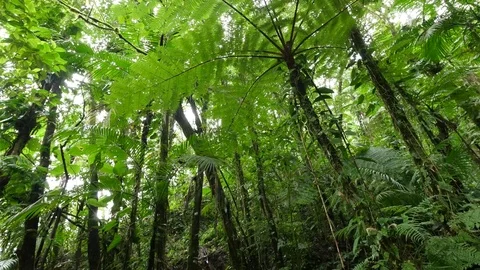 4K Beautiful view through leaves and trees of rainforest tropical jungle Brazil Stock Footage 75249123