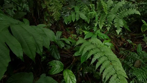 4K Beautiful view through leaves and trees of rainforest tropical jungle Brazil Stock Footage 75249166
