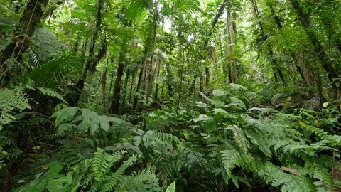4K Beautiful view through leaves and trees of rainforest tropical jungle Brazil Video stock 75249168