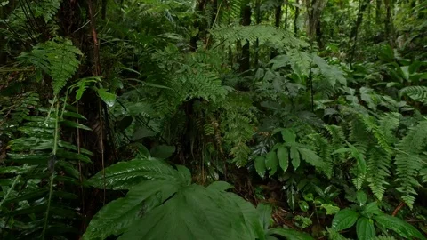 4K Beautiful view through leaves and trees of rainforest tropical jungle Brazil Stock Footage 75249182