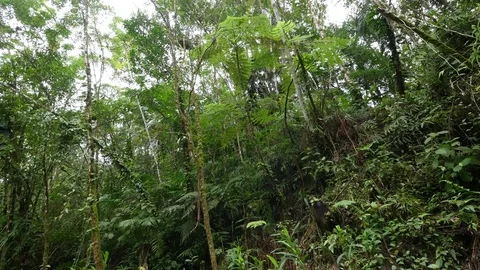 4K Beautiful view through leaves and trees of rainforest tropical jungle Brazil Stock Footage 75249183