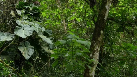 4K Beautiful view through leaves and trees of rainforest tropical jungle Brazil Video stock 75249201