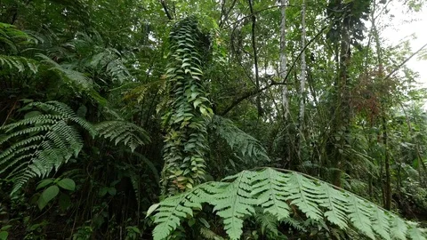 4K Beautiful view through leaves and trees of rainforest tropical jungle Brazil Stock Footage 75249211