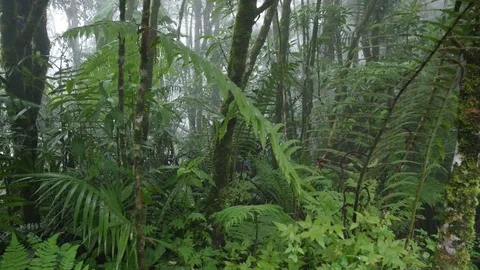 4K Beautiful view through leaves and trees of rainforest tropical jungle Brazil Stock Footage 75249356