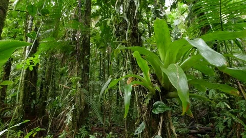 4K Beautiful view through leaves and trees of rainforest tropical jungle Brazil Stock Footage 75249401