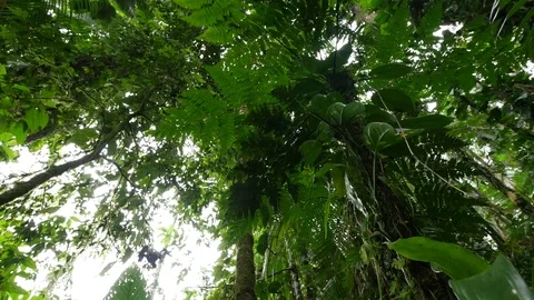 4K Beautiful view through leaves and trees of rainforest tropical jungle Brazil Video stock 75249425
