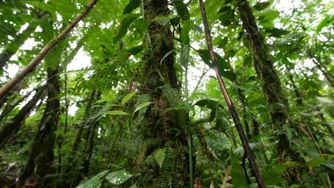 4K Beautiful view through leaves and trees of rainforest tropical jungle Brazil Stock Footage