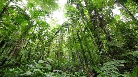 4K Beautiful view through leaves and trees of rainforest tropical jungle Brazil Stock Footage 75249450