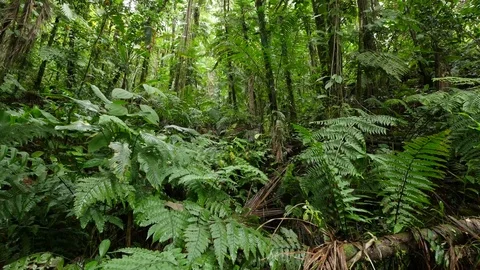 4K Beautiful view through leaves and trees of rainforest tropical jungle Brazil Stock Footage 75249452