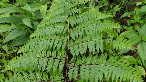 4K Beautiful view through leaves and trees of rainforest tropical jungle Brazil Stock Footage 75249467