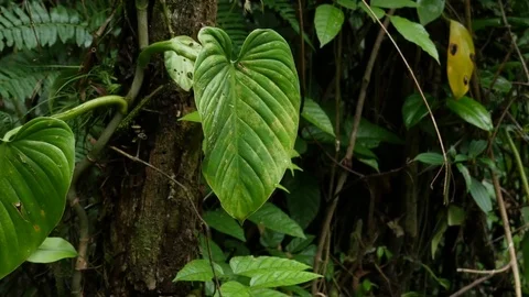 4K Beautiful view through leaves and trees of rainforest tropical jungle Brazil Stock Footage 75249483