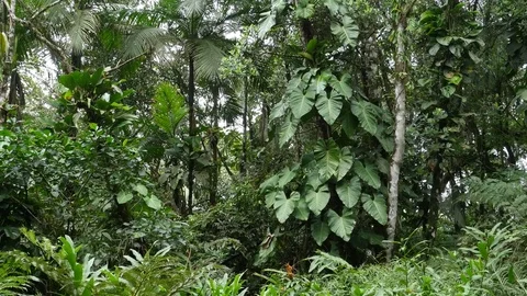 4K Beautiful view through leaves and trees of rainforest tropical jungle Brazil Stock Footage 75249486