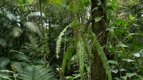 4K Beautiful view through leaves and trees of rainforest tropical jungle Brazil Stock Footage 75249517