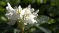 4k Beautiful white Azaleas flowers species close up panning in botanic garden 4k or 4k+ Resolution