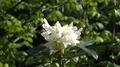4k Beautiful white Azaleas flowers species in botanic garden 4k or 4k+ Resolution