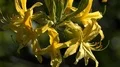 4k Beautiful yellow Azalea pontica flowers species close up in botanic garden 4k or 4k+ Resolution